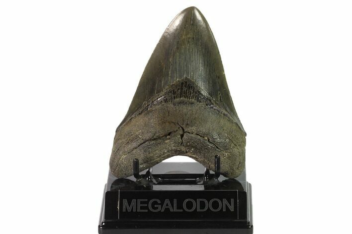 Serrated, Fossil Megalodon Tooth - Georgia #135919